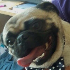 Meet your Posher, Mia